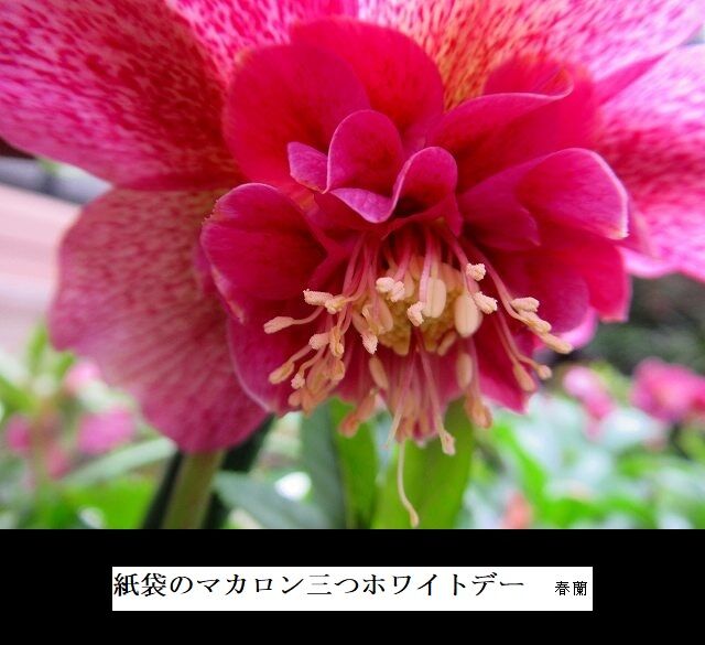 紙袋のマカロン三つホワイトデー
