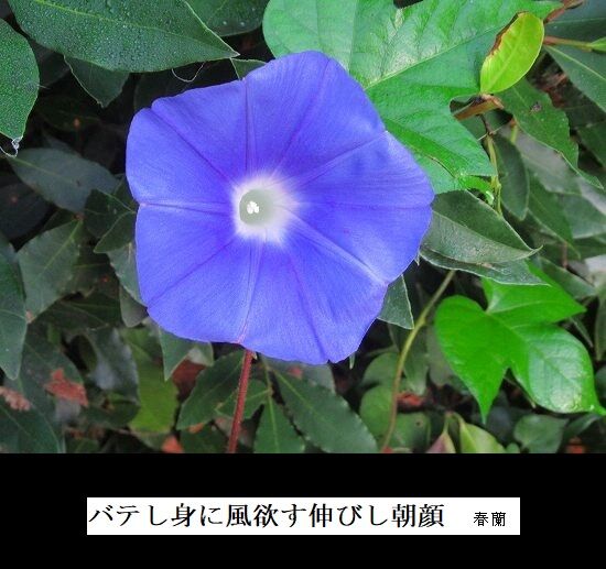 5-IMG_9821.jpg朝顔