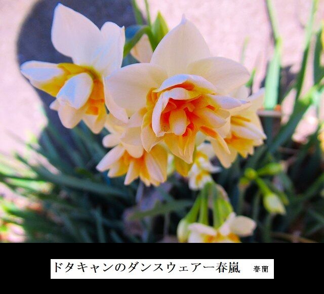 ドタキャンのダンスウェアー春嵐