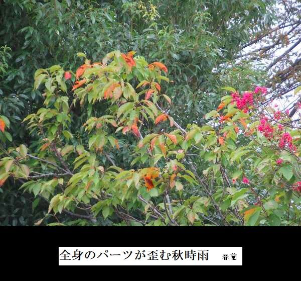 全身のパーツが歪む秋時雨