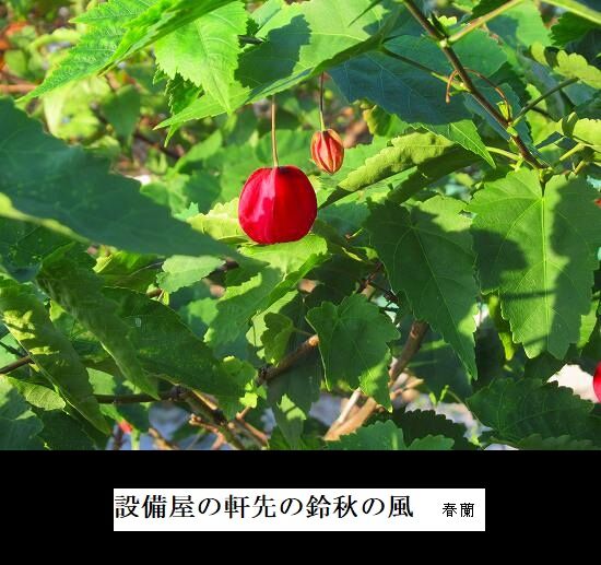 5-IMG_9925.jpg秋の風
