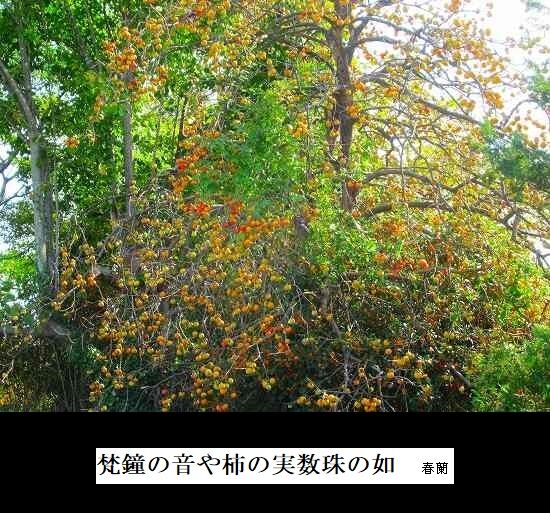 5-IMG_0027.jpg柿の実