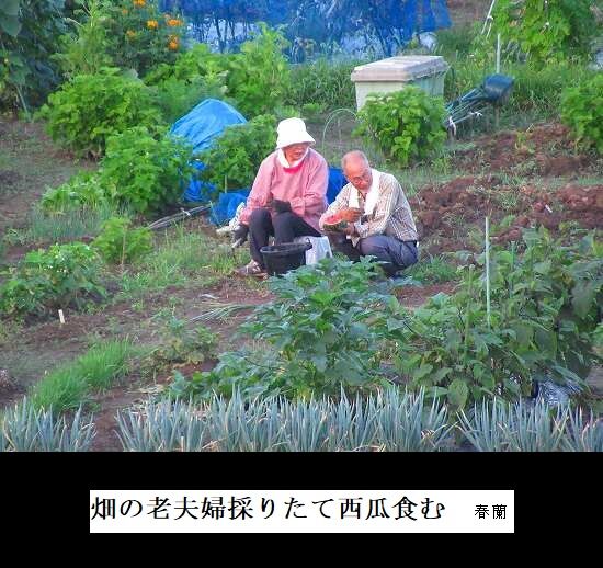 畑の老夫婦採りたて西瓜食む