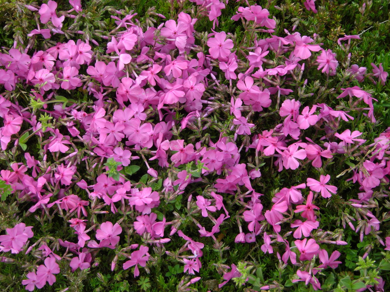 芝桜 しばざくら 俳句投稿日程表