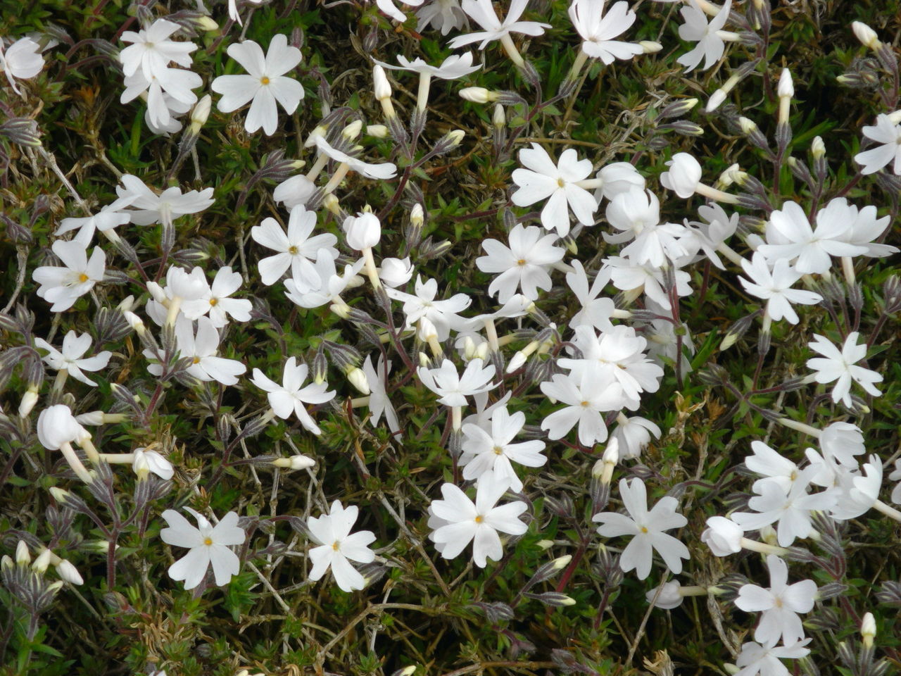 芝桜 しばざくら 俳句投稿日程表
