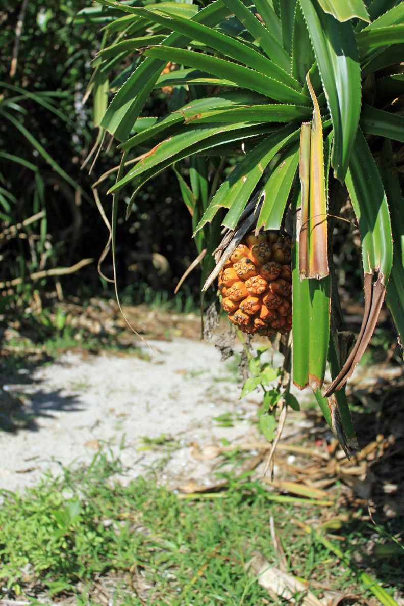 スズムシパイナップル 沖縄県西表島パイナップル・パイン品種の説明｜農園はこすけ