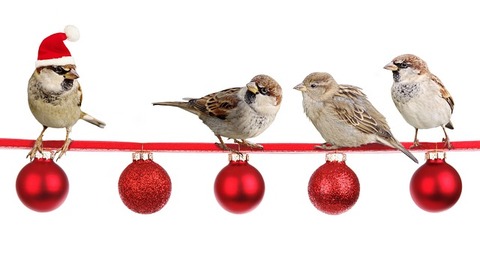 sparrows-2900850_640