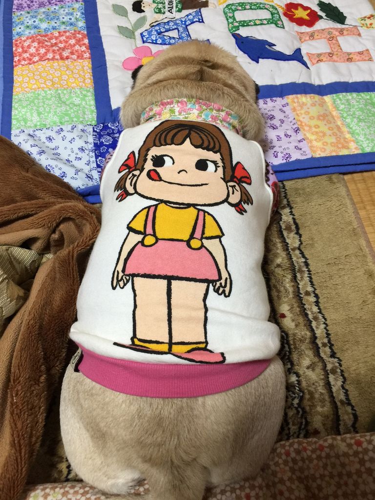 舌がいつもペコちゃんみたいなのでペコちゃんのトレーナーを着せてみた W パグ 金太郎ブログ 舌がいつもペコちゃんみたいなのでペコちゃんのトレーナーを着せてみた W パグ 金太郎ブログ