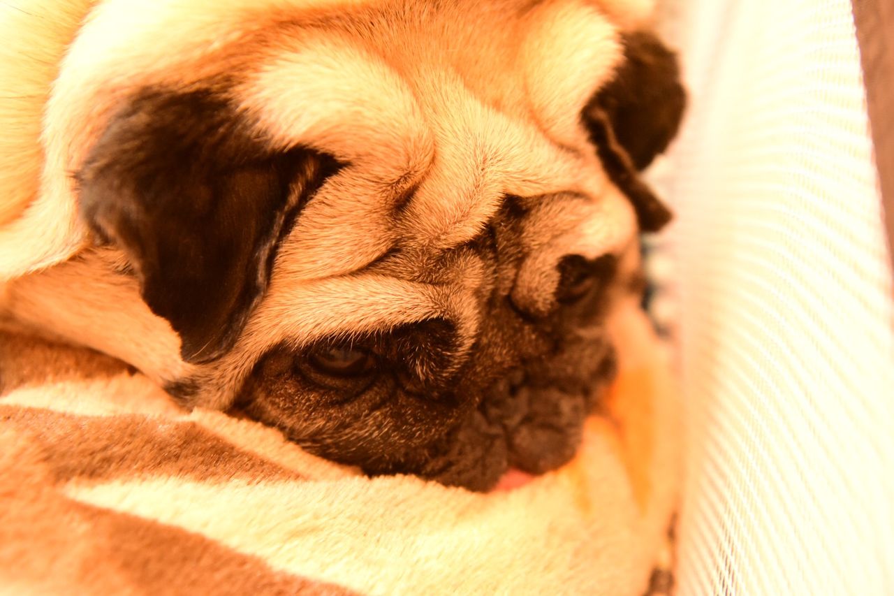 オリジナル犬 半目で寝る オリジナル犬 半目で寝る