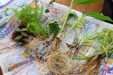 観葉植物 ハイドロカルチャー 種類