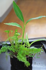 観葉植物 ハイドロカルチャー