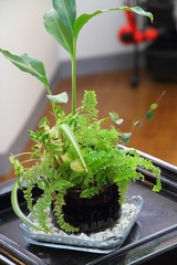 観葉植物 ハイドロカルチャー 植え替え