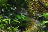 熱帯魚 グローライトテトラ