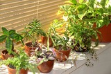 観葉植物 インテリア