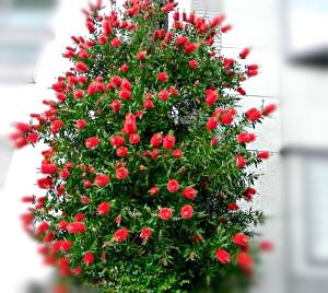 金宝樹 キンポウジュ カリステモンは別名ブラシの木 ブラシノキ 戸田市の理容室hair Sasaki ブログ ヘアーサロン理容ササキ