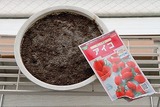 ミニトマト,アイコ,種