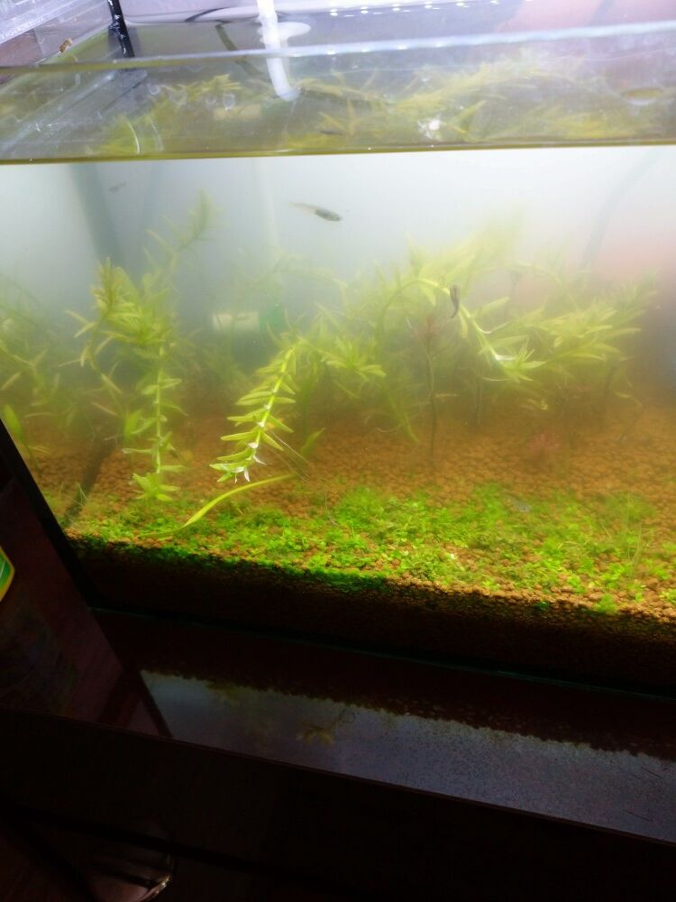 水槽のにごりが 手強いです 谷津ヘアーメイクダンデイ In住宅街 駅前ではありません