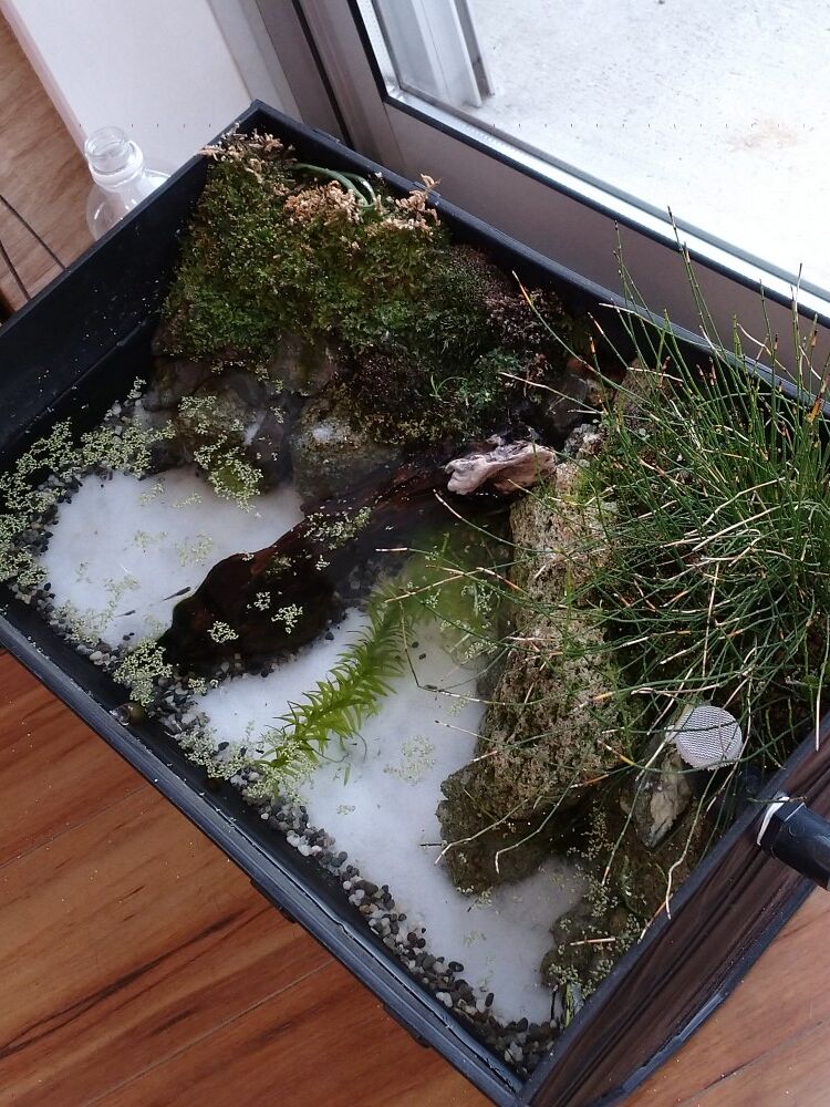 ビオトープ水槽のイメチェン 谷津ヘアーメイクダンデイ In住宅街 駅前ではありません