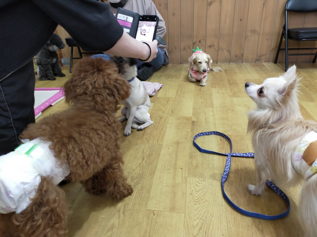 里親を待っているワンちゃんと触れ合えるdolbom Dog Cafe ドルボム ドッグ カフェ へ行ってきました 配当金だけで生活できるその日まで