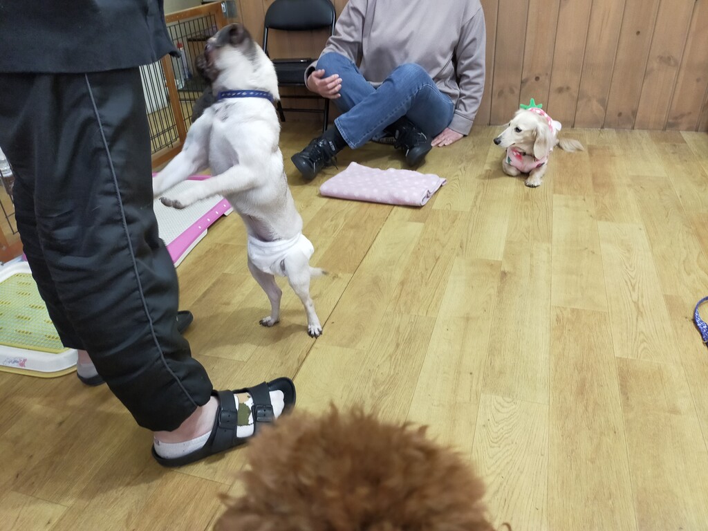 里親を待っているワンちゃんと触れ合えるdolbom Dog Cafe ドルボム ドッグ カフェ へ行ってきました 配当金だけで生活できるその日まで