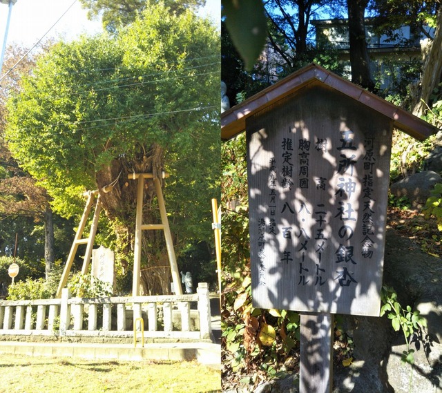 銀杏の木