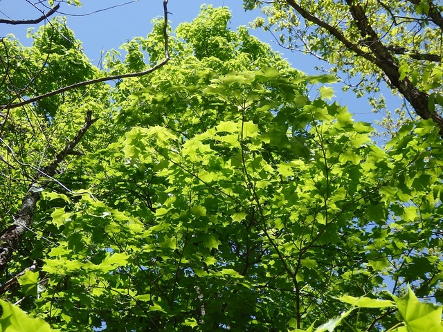 P5200854