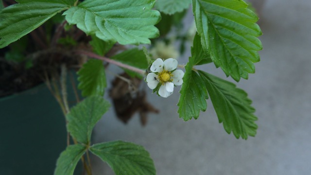 P1060310