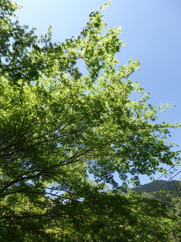 P5020084