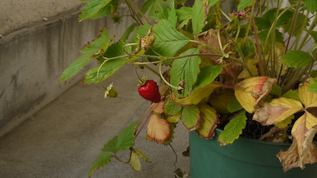 P1050675