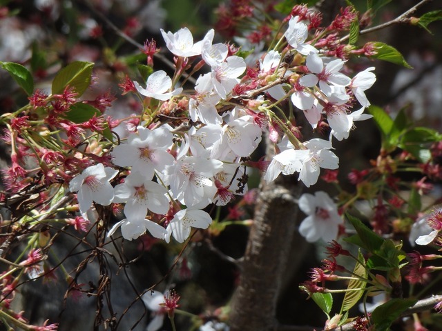 P4230064