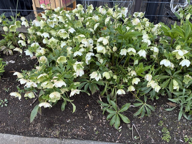 IMG_4768
