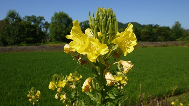 P1070081