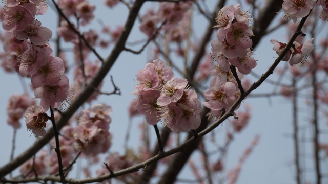 P1080477