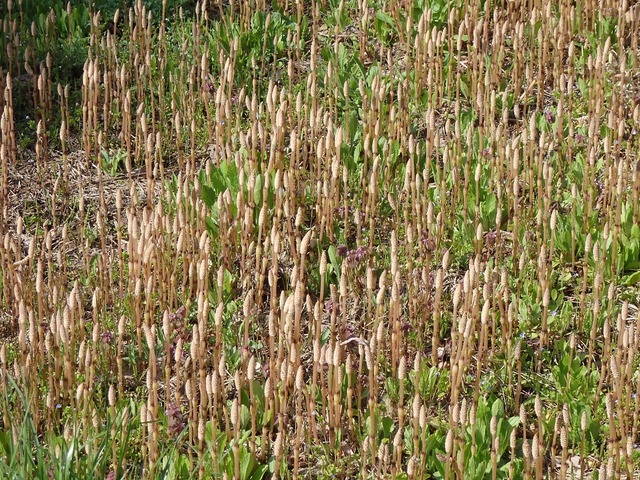 P4290561