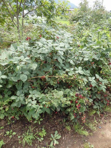 P7250068