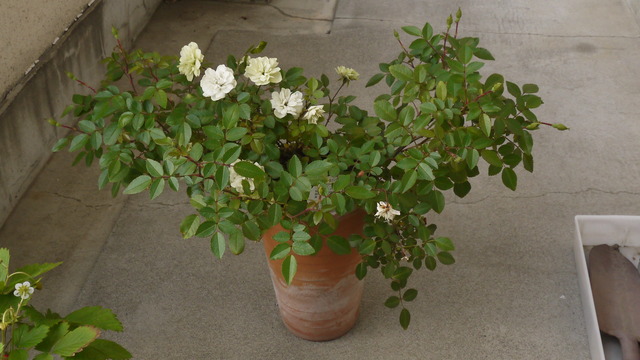P1050669