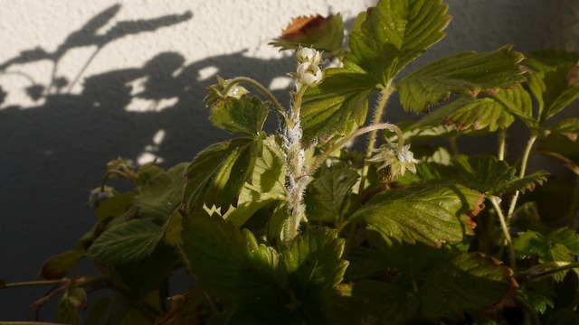 P1050218