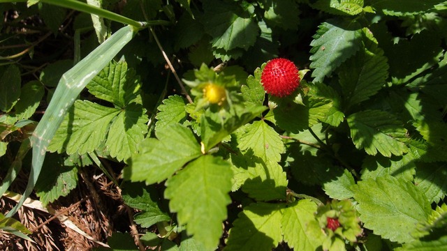 P6040635