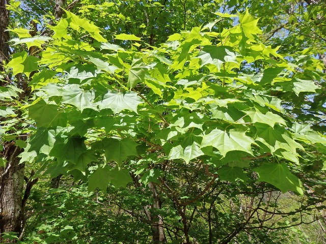 P5200851