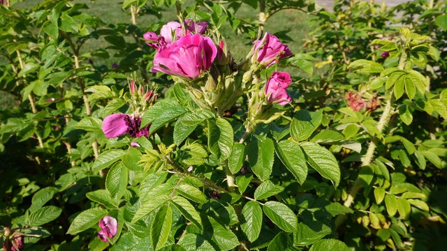 P1070056