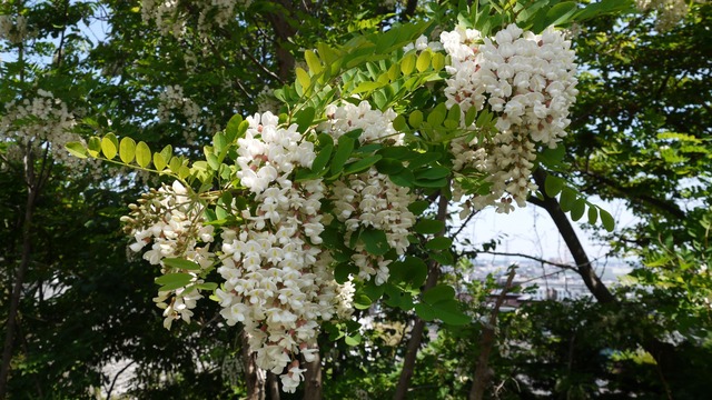 P1060880