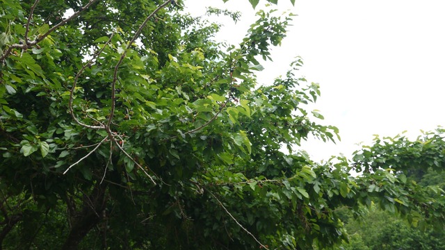 P1080796