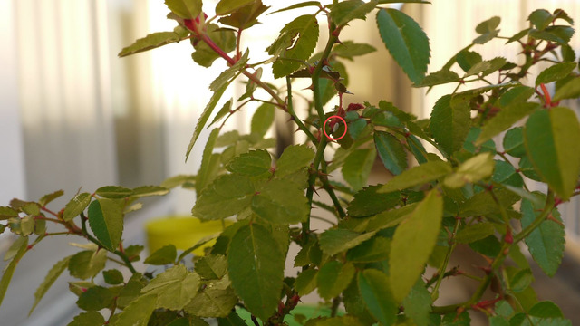 P1050303