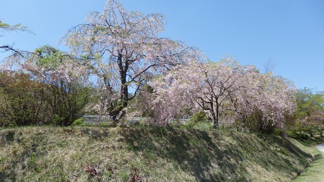 P4280106