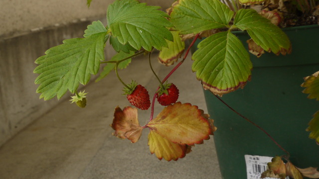 P1050671