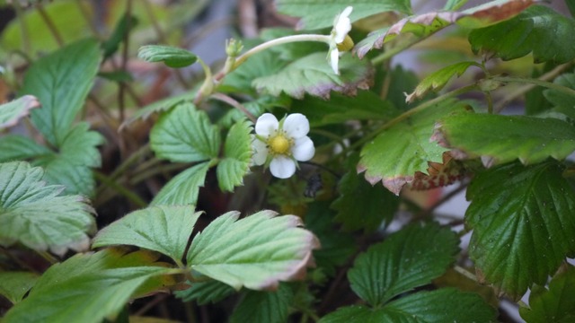 P1060571