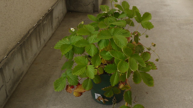 P1050670