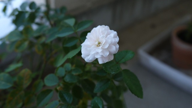 P1060306