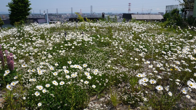 P1060877