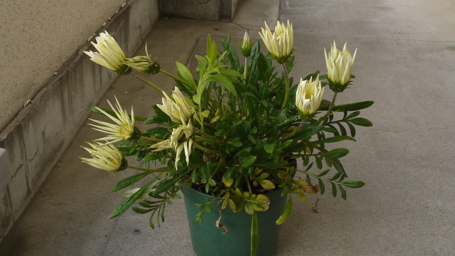 P1050676